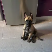 Adopta a Ragnar