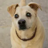 Adopta a Rufo