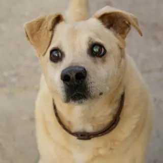Rufo