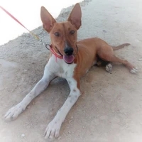 Adopta a Loki