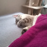 Adopta a Simba