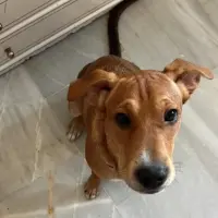 Adopta a Toby