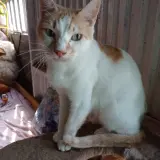 Adopta a Mio