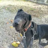 Adopta a Goku