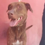 Adopta a Mina