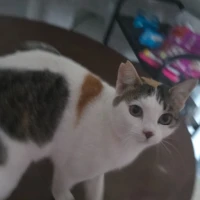 Adopta a Mishi