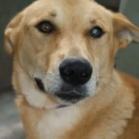 Adopta a Dingo