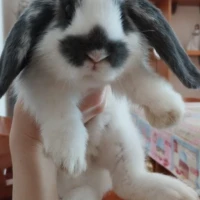 Adopta a Bunbun