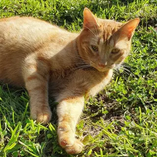 Bufi