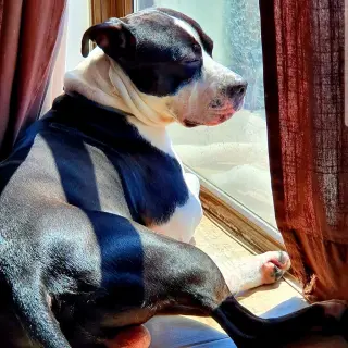 Floyd