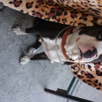 Adopta a Oreo
