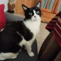 Adopta a Odin