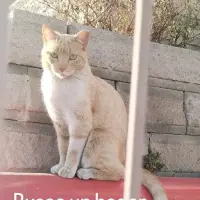Adopta a Rubia