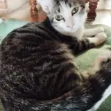 Adopta a Florita 1