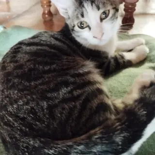 Florita 1