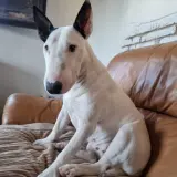 Adopta a Piti