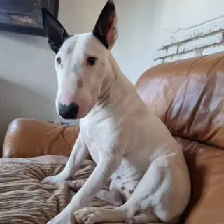 Piti
