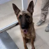 Adopta a Campanilla