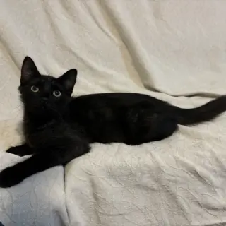 Pitufo