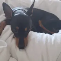 Adopta a Chester