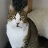 Adopta a Gordo Mimitos