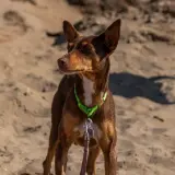 Adopta a Torcal