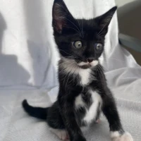 Adopta a Leia