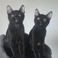 Adopta a Mimi