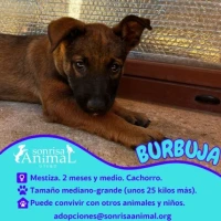 Adopta a Burbuja