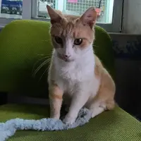 Adopta a Jeremias