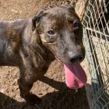 Adopta a Diva