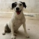 Adopta a Ariel