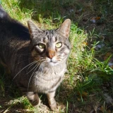 Adopta a Milu