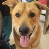 Adopta a Ferry