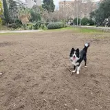 Adopta a Duke