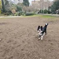Adopta a Duke