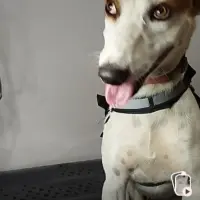 Adopta a Bruno