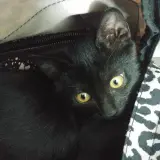 Adopta a Neo