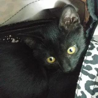 Neo