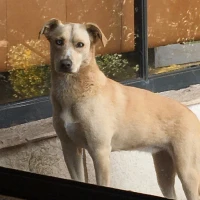 Adopta a Blue