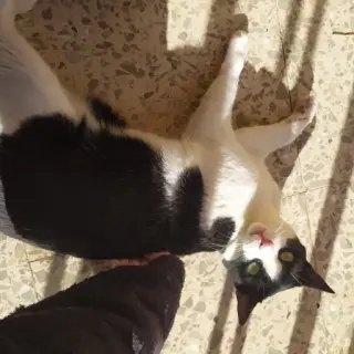 Felix