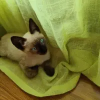 Adopta a Gatito