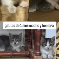 Adopta a Tofu Y Kenma