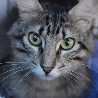 Bella