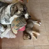 Adopta a Horus Y Roma