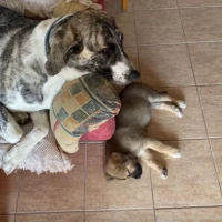 Adopta a Horus Y Roma