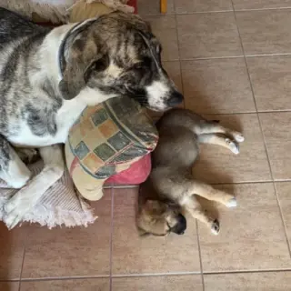 Horus Y Roma