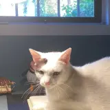 Adopta a Lúa