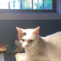 Adopta a Lúa