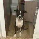 Adopta a Urus